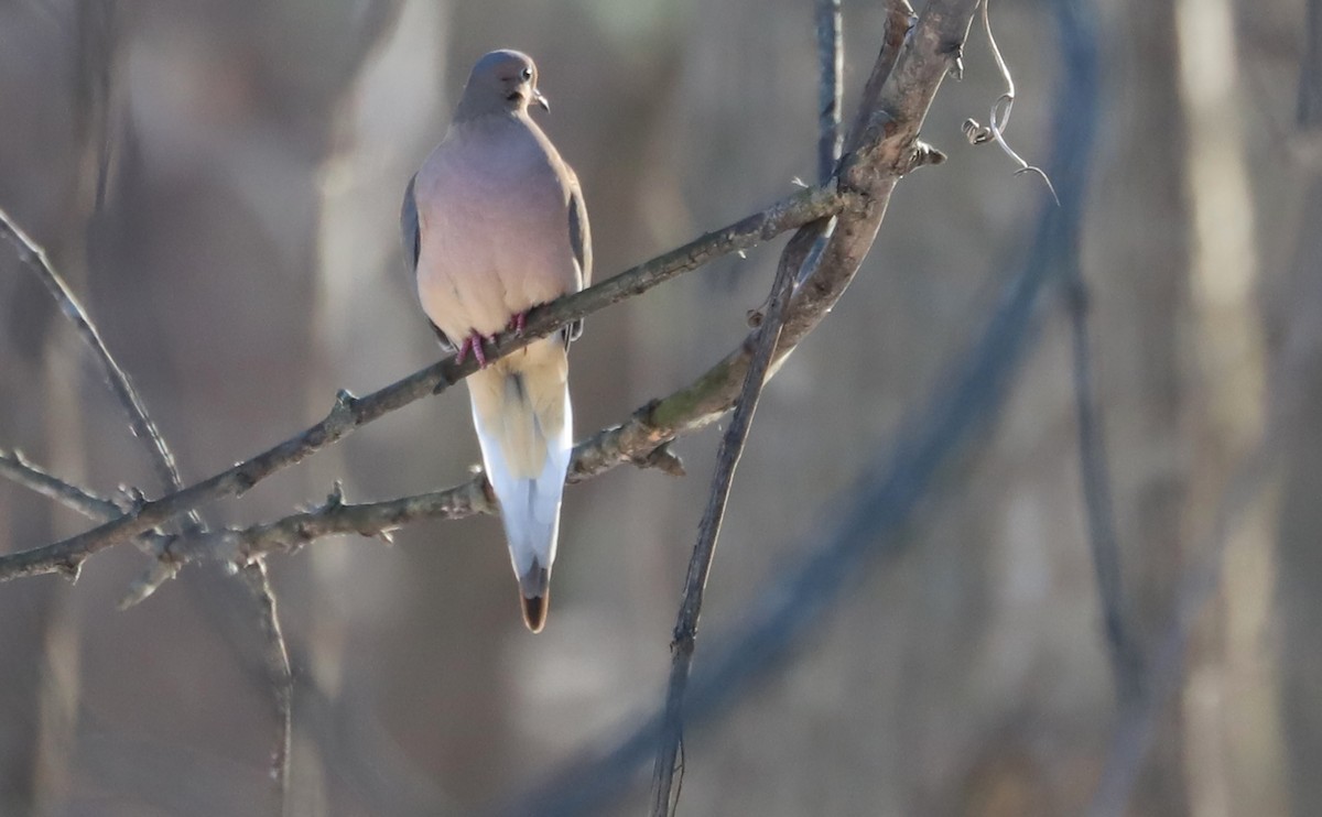 Mourning Dove - ML508850431