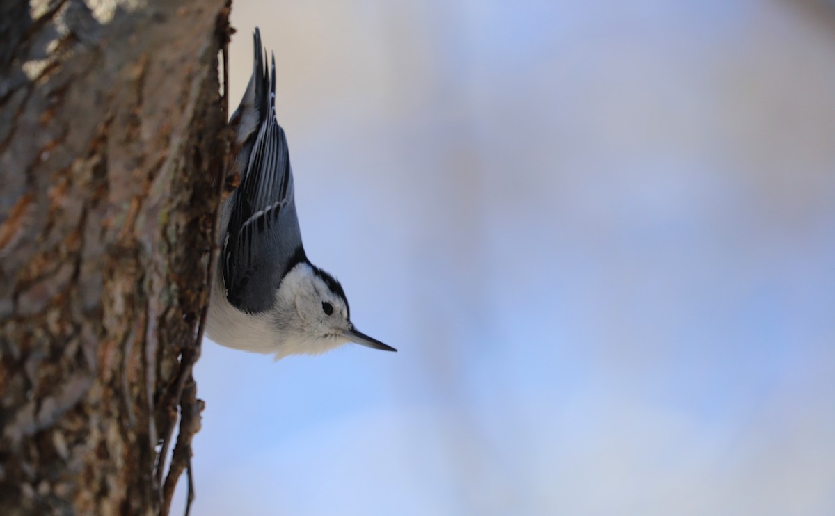 White-breasted Nuthatch (Eastern) - ML508850641