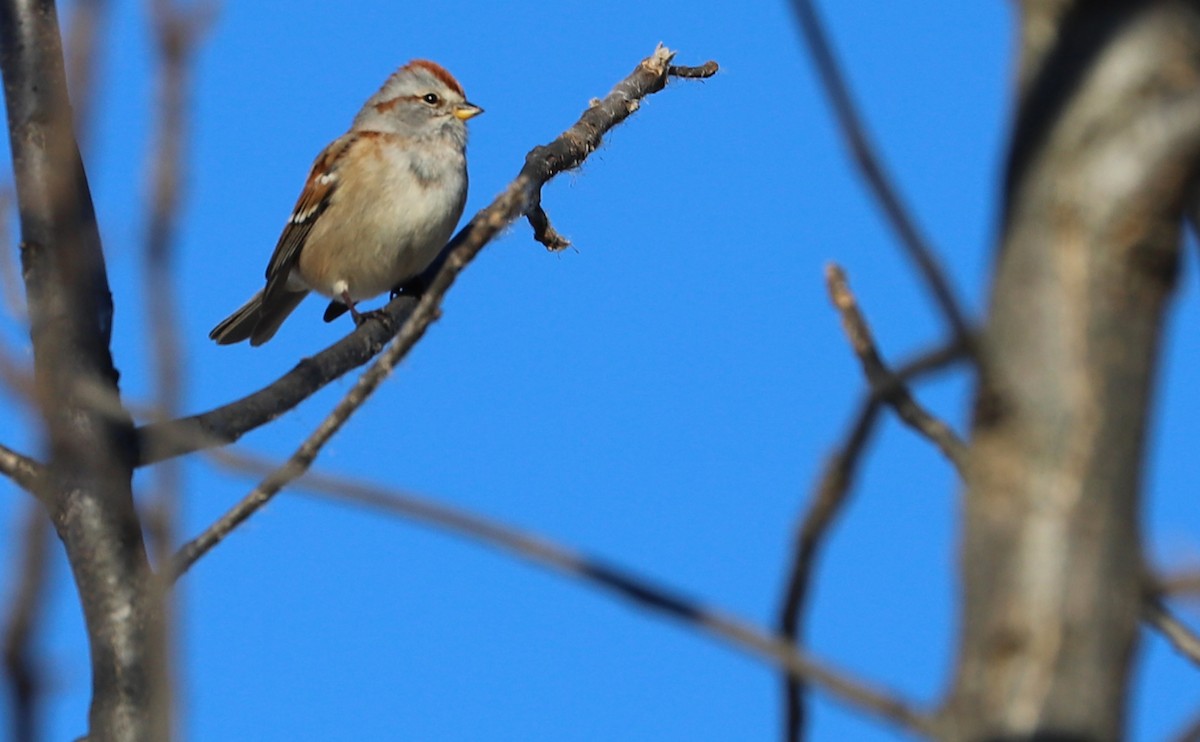 American Tree Sparrow - Rob Bielawski