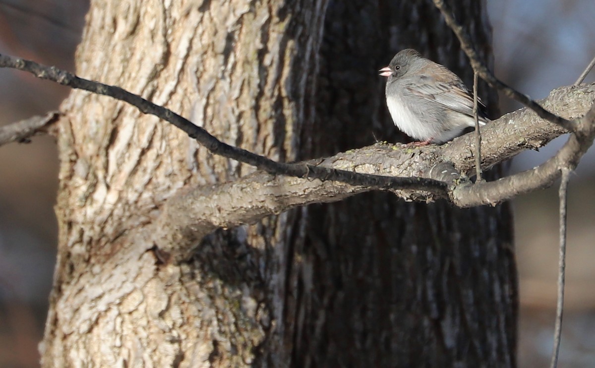 Junco ardoisé (hyemalis/carolinensis) - ML508850881