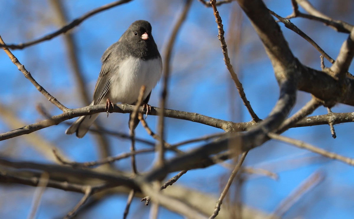 Junco Ojioscuro (hyemalis/carolinensis) - ML508850961