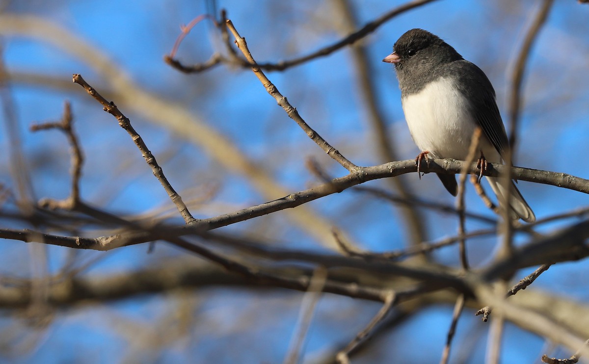 Dark-eyed Junco (Slate-colored) - Rob Bielawski