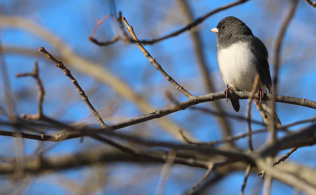 Юнко сірий (підвид hyemalis/carolinensis) - ML508851021