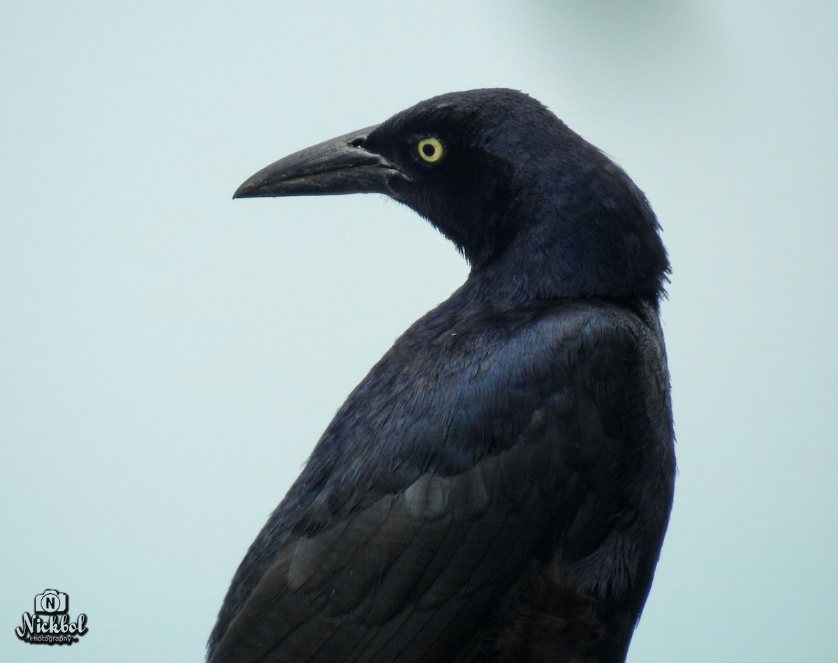 Great-tailed Grackle - ML50885111