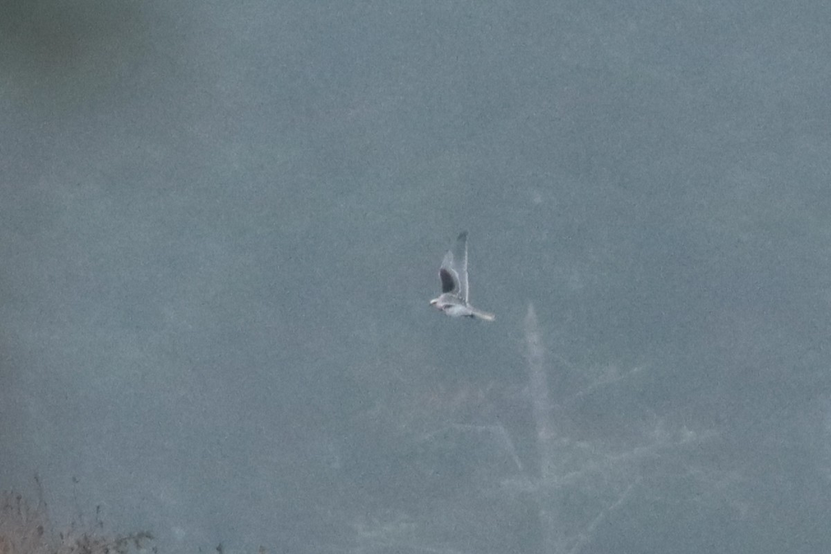White-tailed Kite - ML508851231
