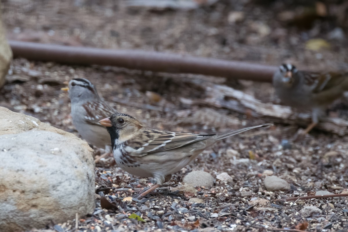 Harris's Sparrow - ML508851681