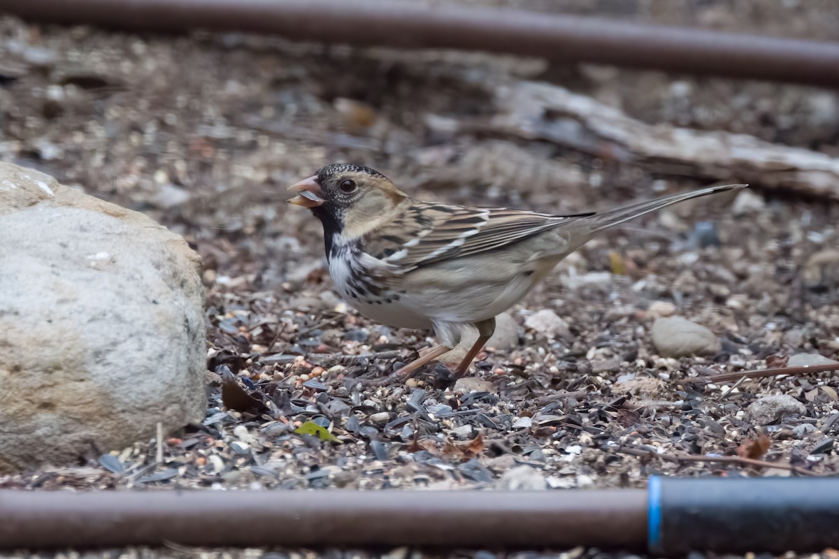 Harris's Sparrow - ML508851691