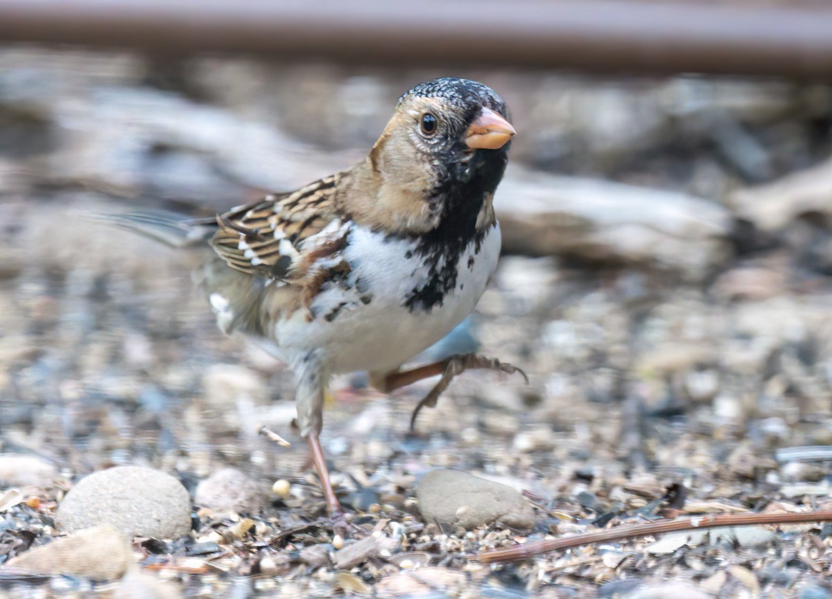 Harris's Sparrow - ML508851751