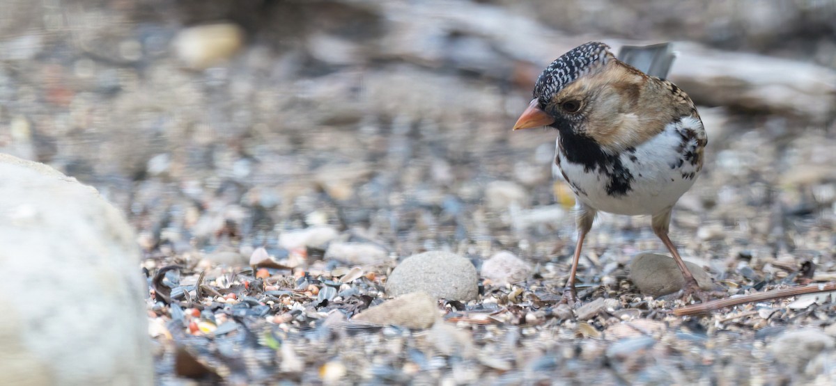 Harris's Sparrow - ML508851761
