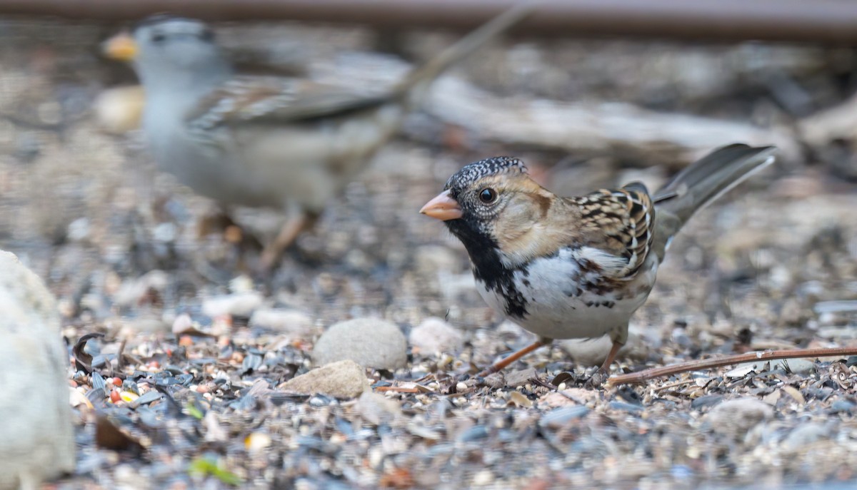 Harris's Sparrow - ML508851771