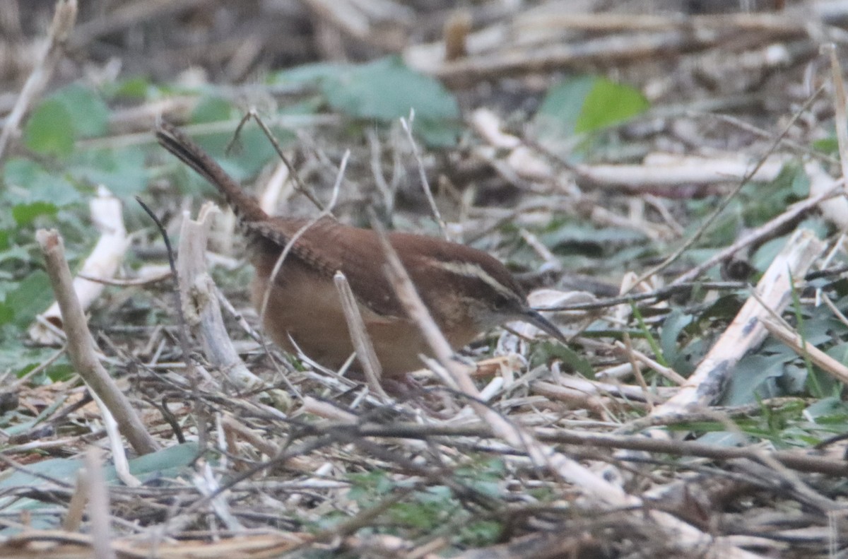 Carolina Wren - ML508851821