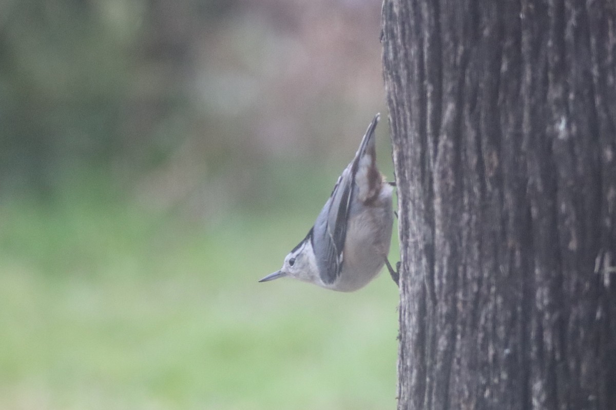 White-breasted Nuthatch - ML508852111