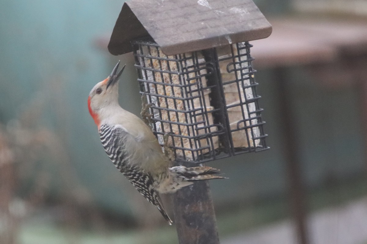 Red-bellied Woodpecker - ML508852131