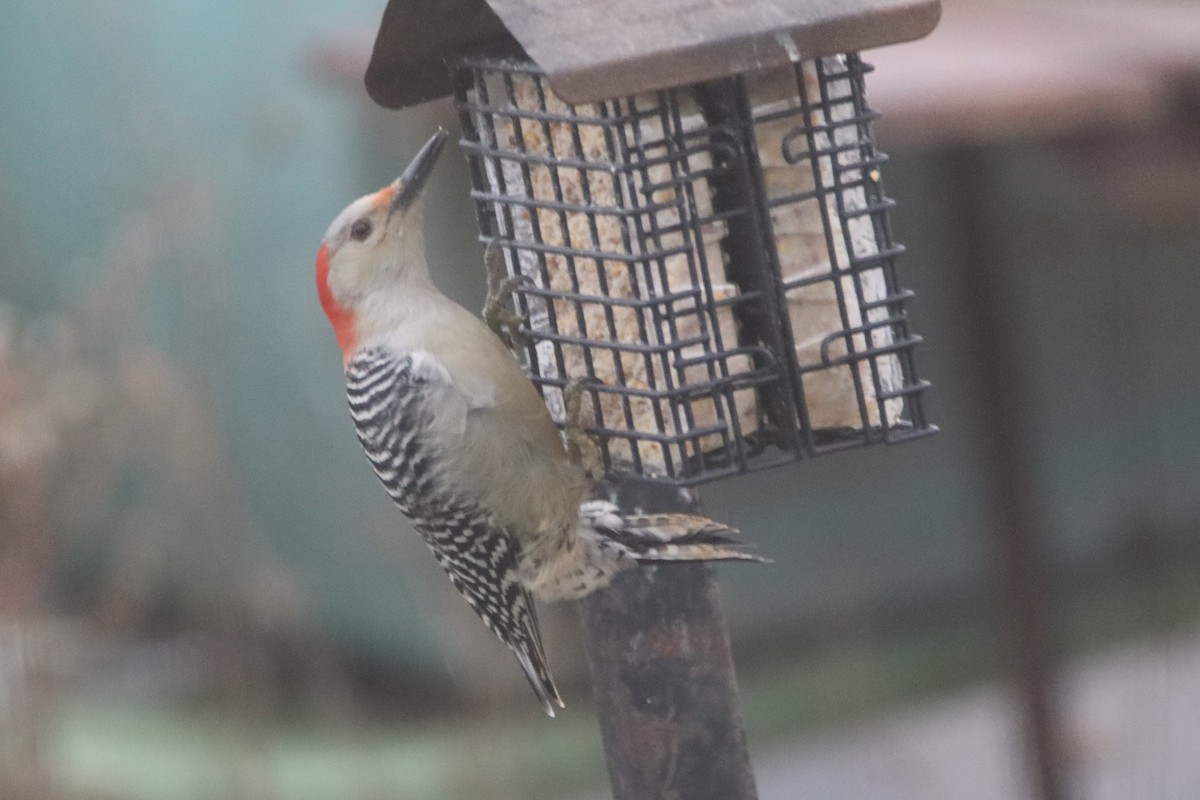 Red-bellied Woodpecker - ML508852141