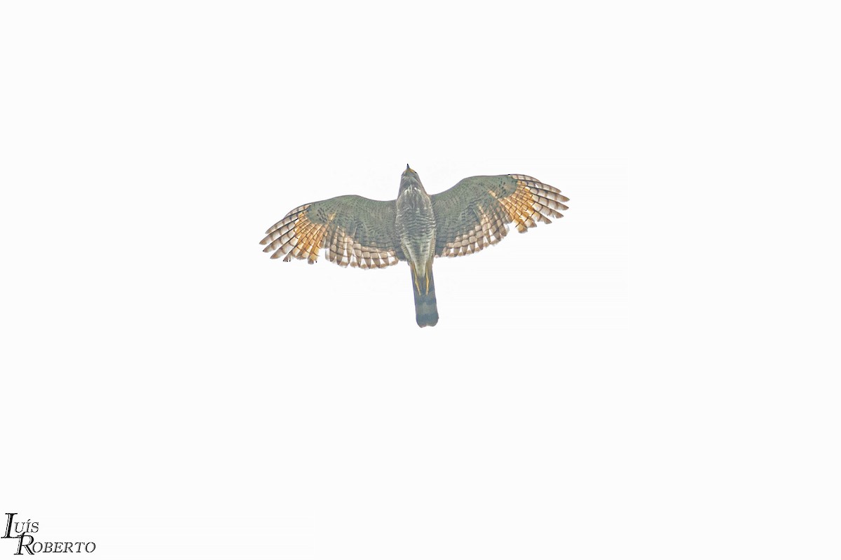 Roadside Hawk - ML508852701