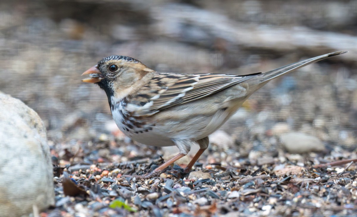 Harris's Sparrow - ML508853681