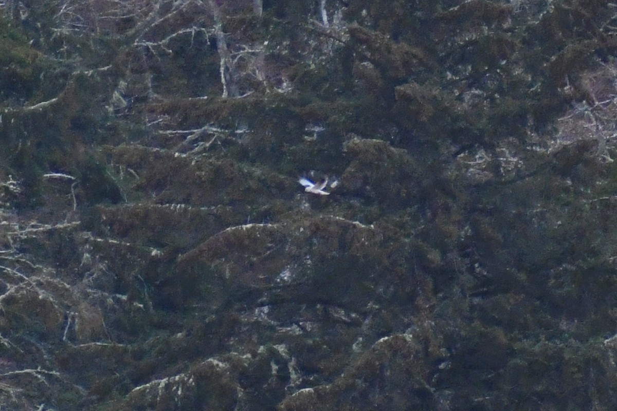 White-tailed Kite - ML508854751
