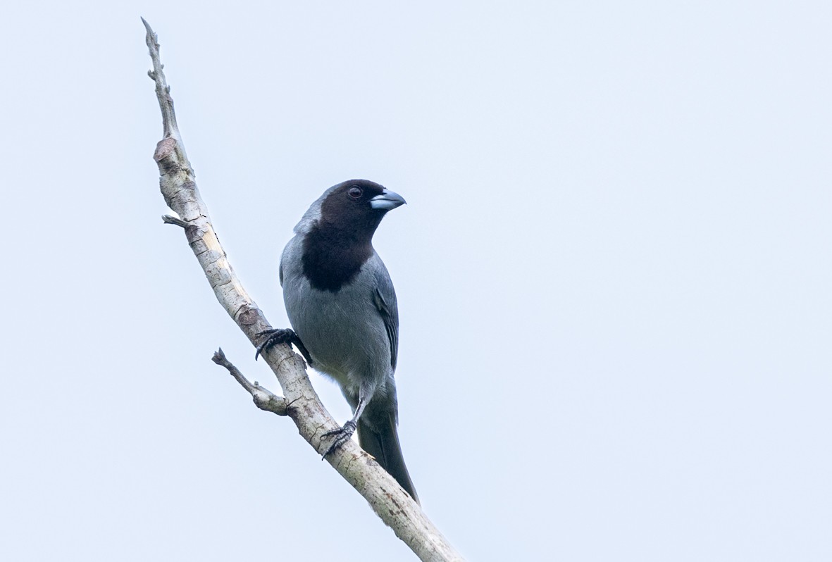 Black-faced Tanager - ML508854971
