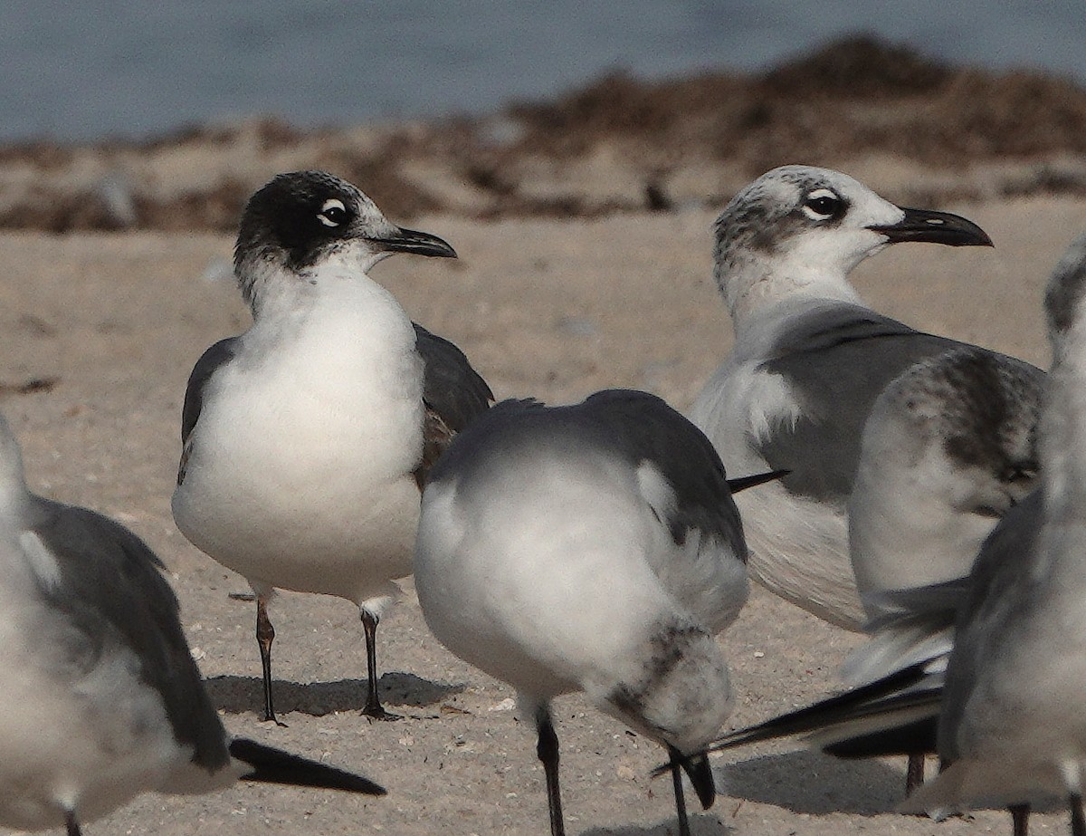 Franklin's Gull - ML508855101