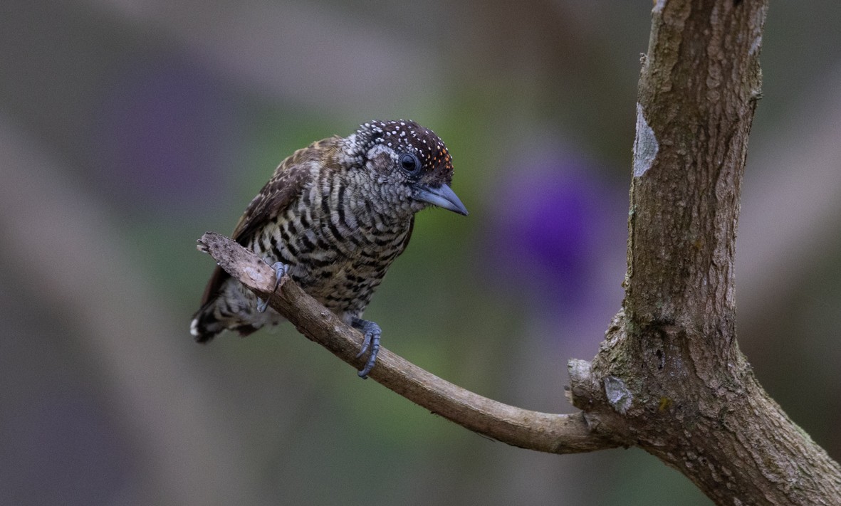 Lafresnaye's Piculet - ML508855371