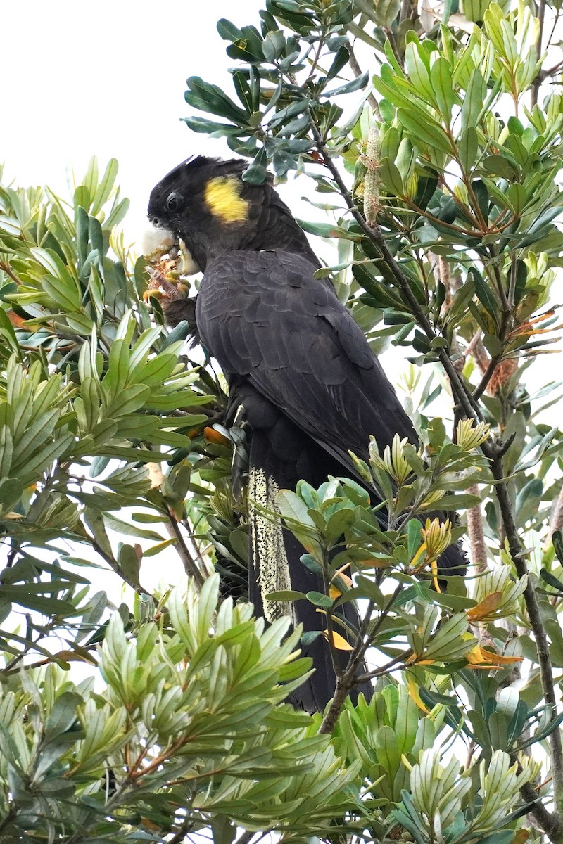 Yellow-tailed Black-Cockatoo - Ellany Whelan