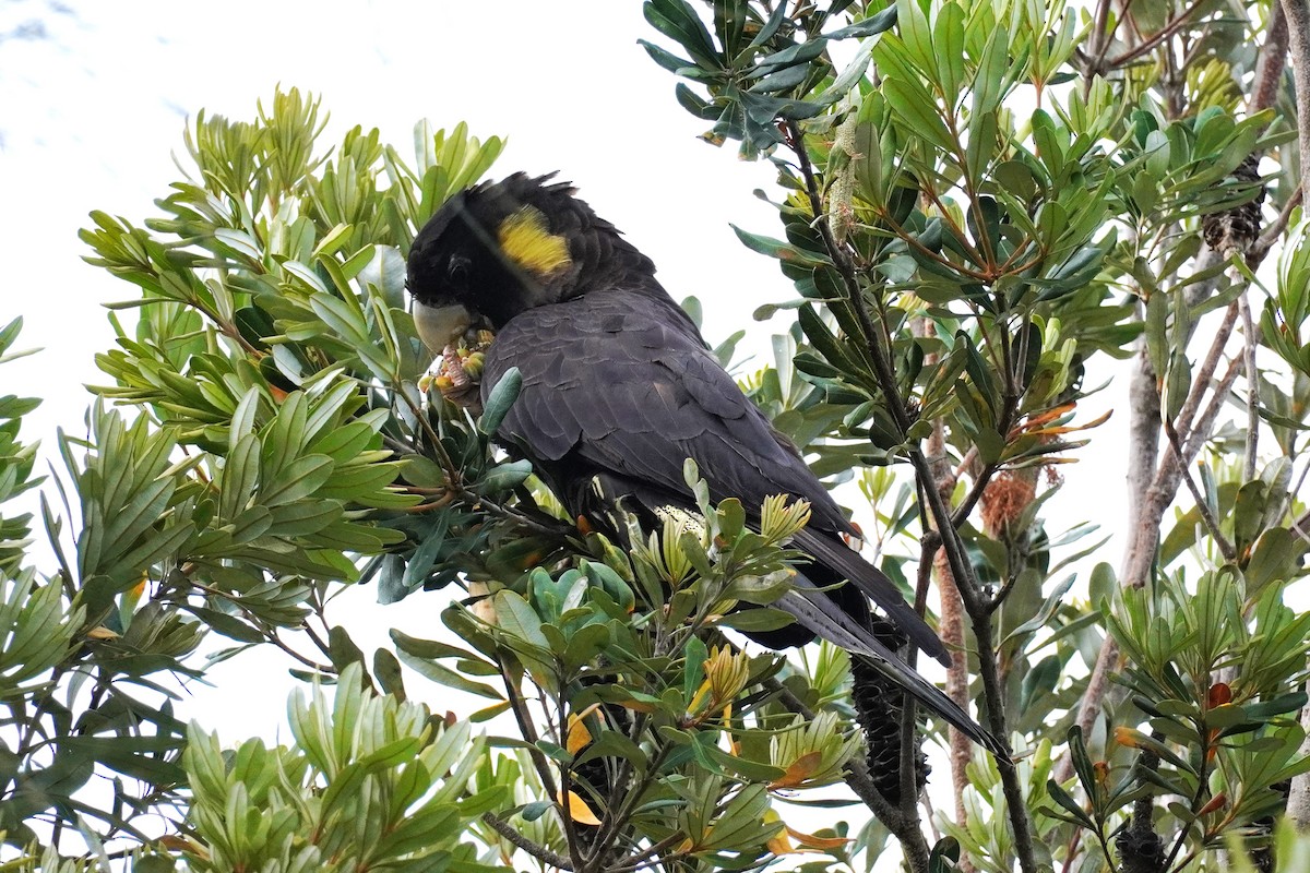 Cacatúa Fúnebre Coliamarilla - ML508855841