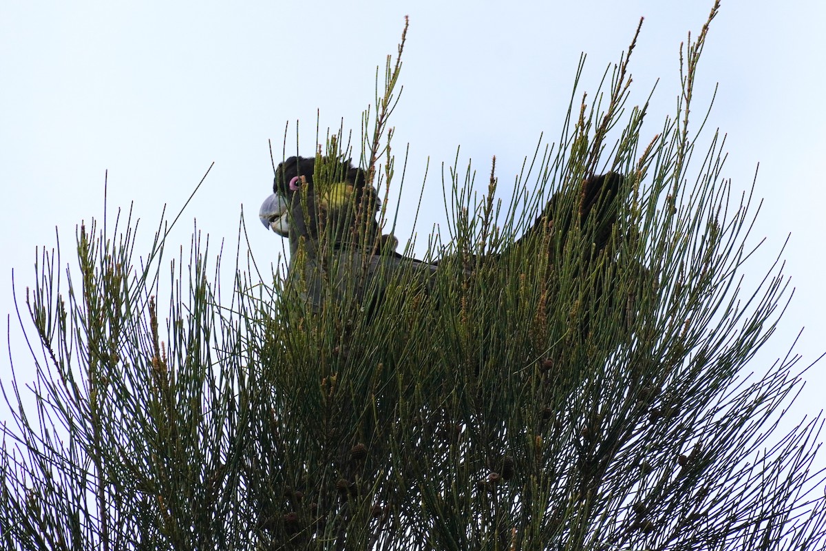 Cacatúa Fúnebre Coliamarilla - ML508855851