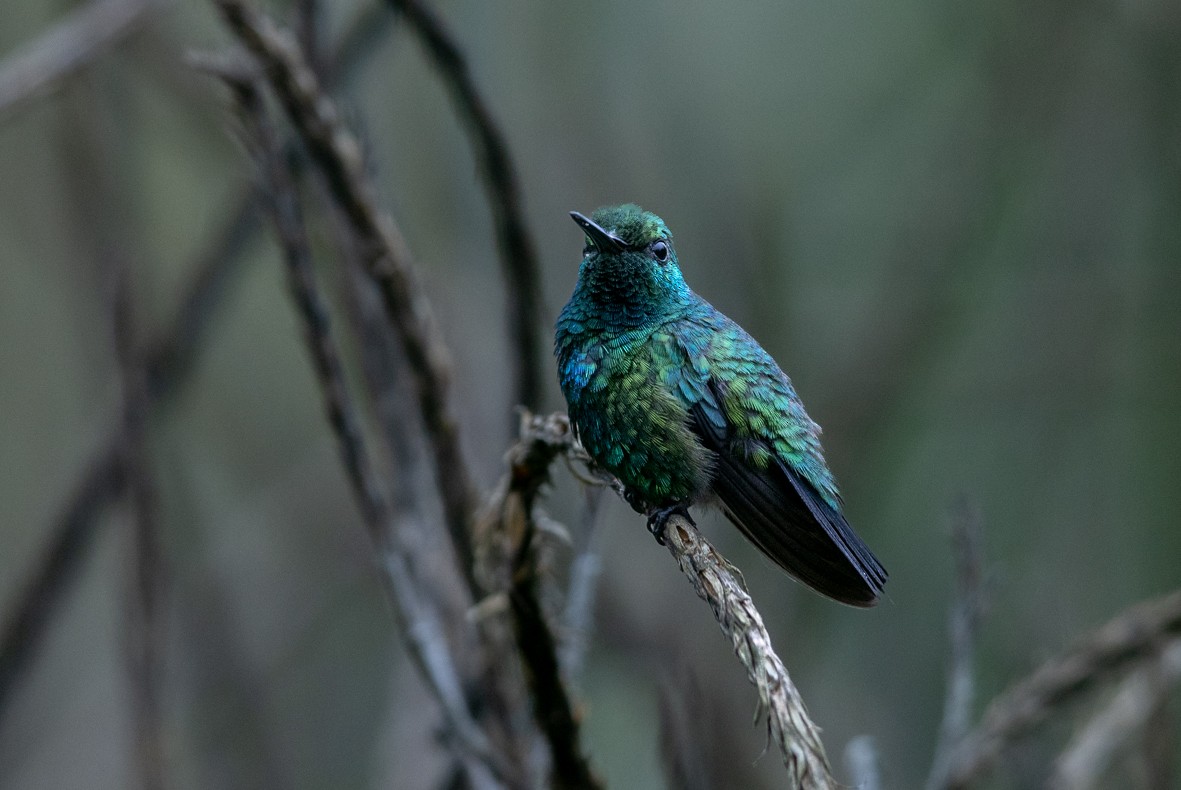 kolibřík modroocasý - ML508855921