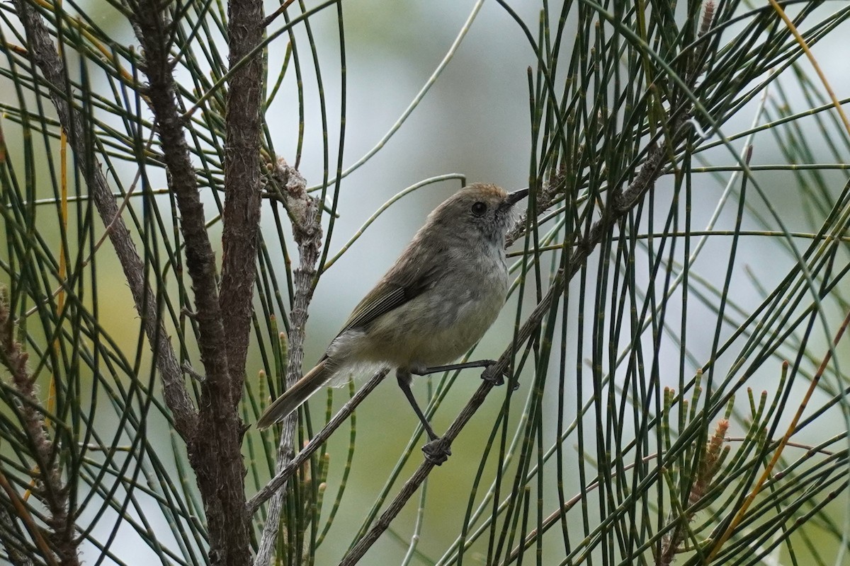 Brown Thornbill - ML508856391