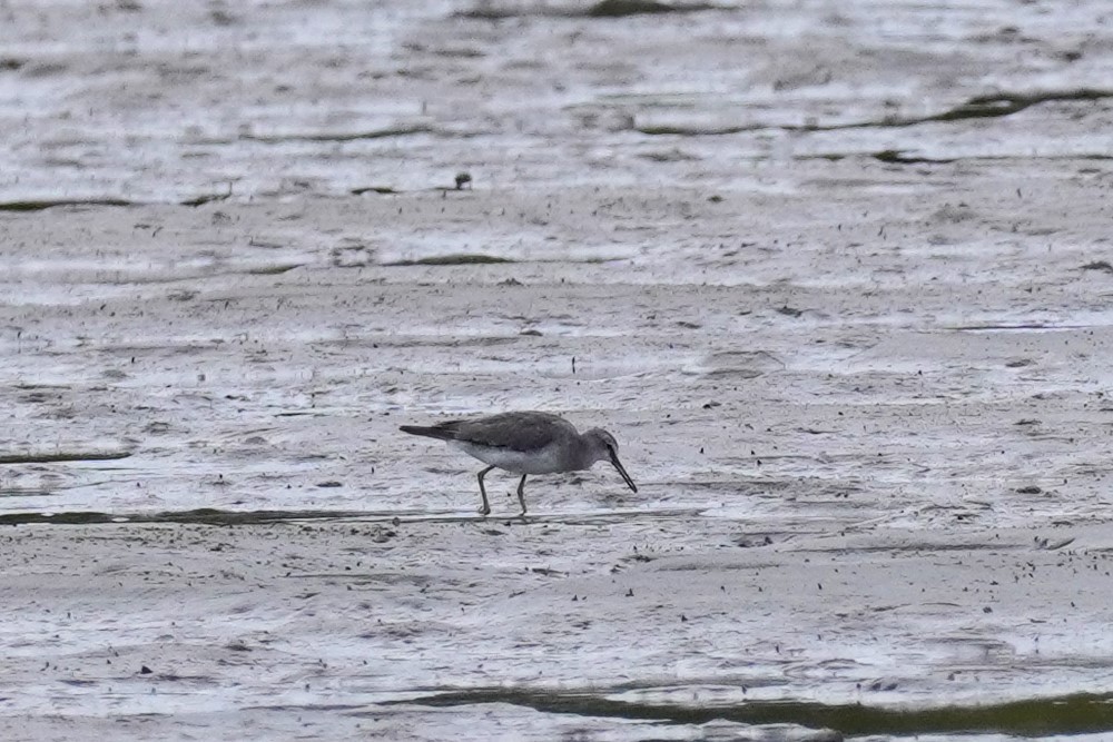 Gray-tailed Tattler - Ellany Whelan