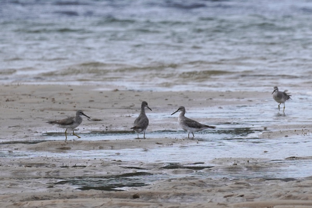 Gray-tailed Tattler - ML508857891