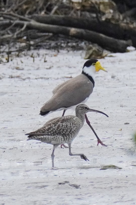 Whimbrel - Ellany Whelan