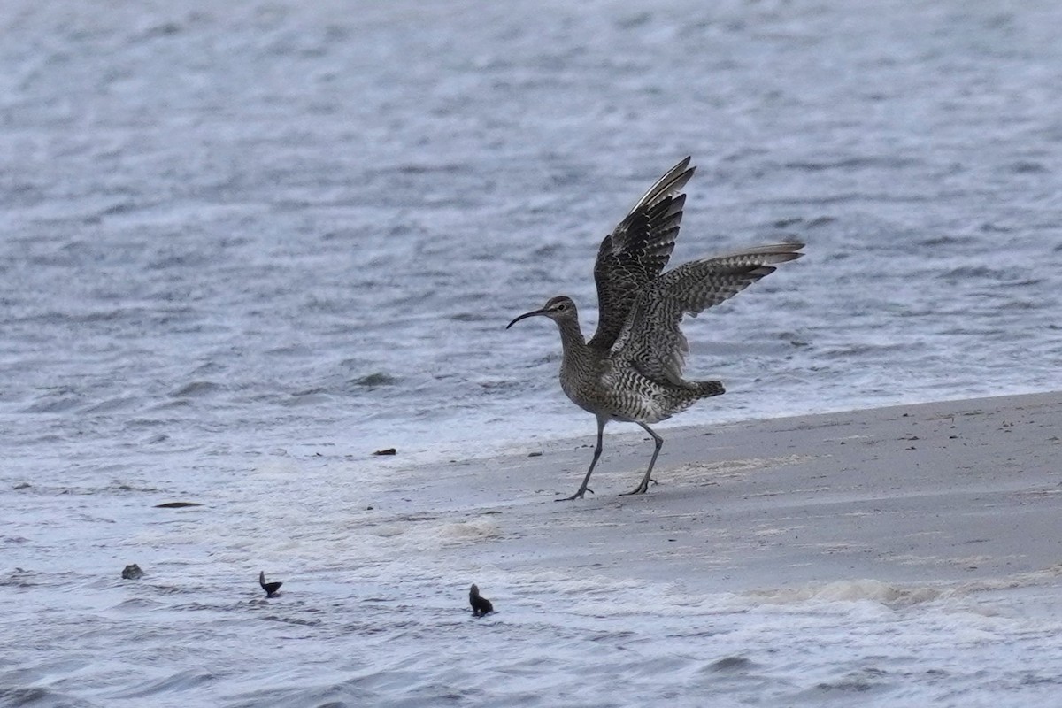 Regenbrachvogel - ML508858581