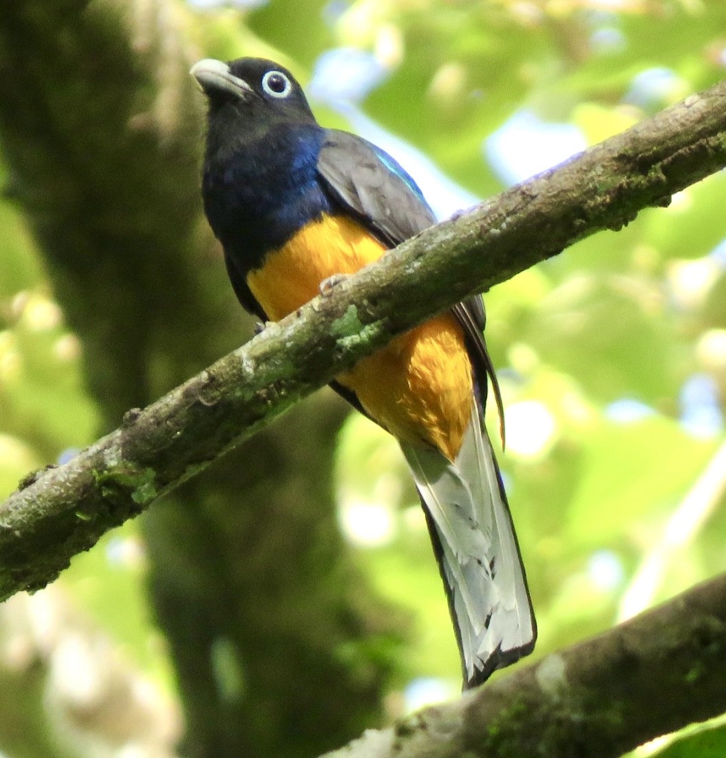 Ak Kuyruklu Trogon - ML508860111