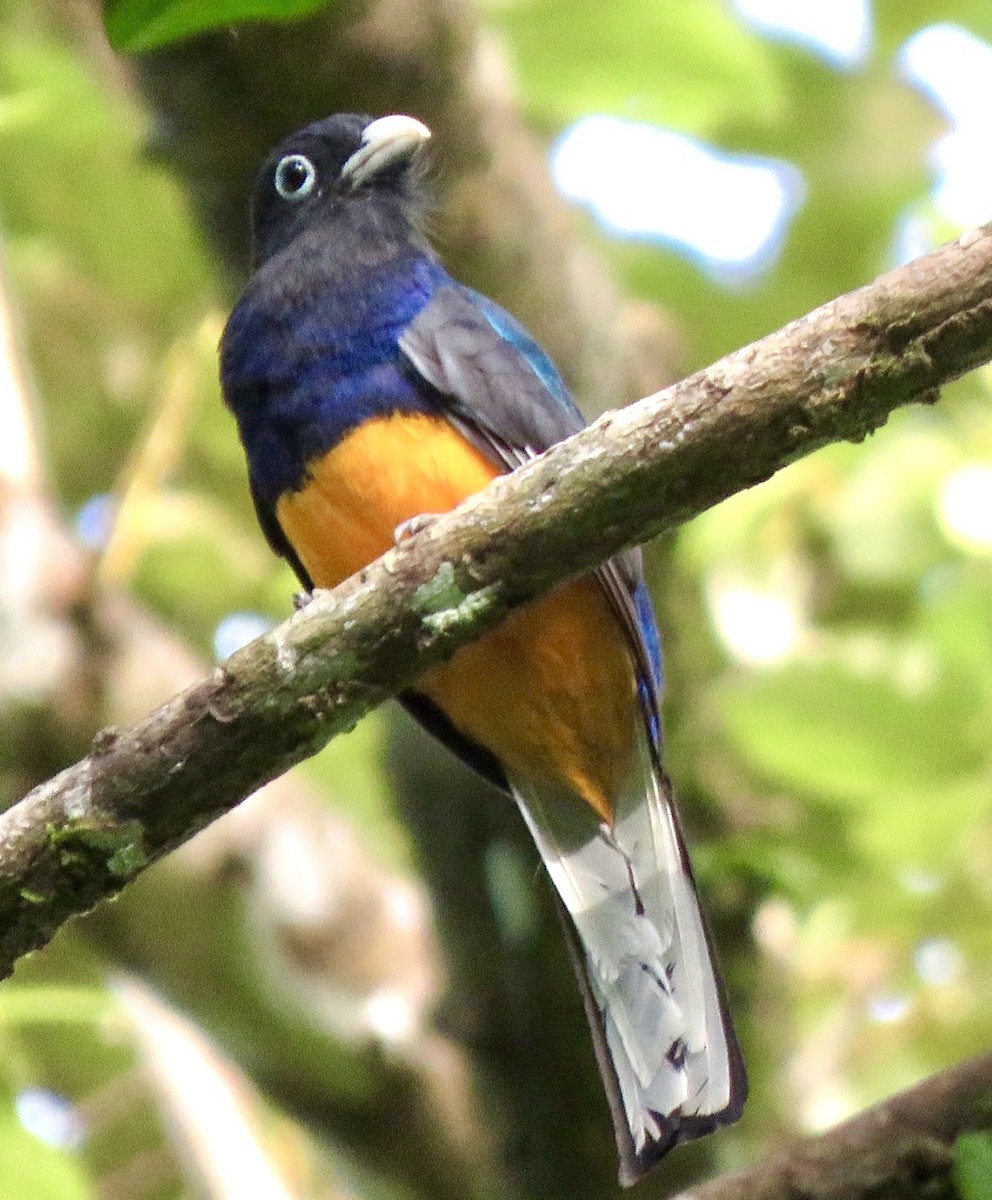 Ak Kuyruklu Trogon - ML508860161