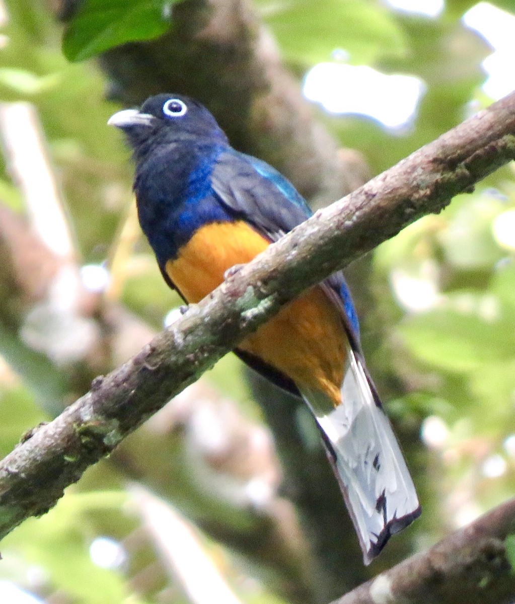 Ak Kuyruklu Trogon - ML508860171