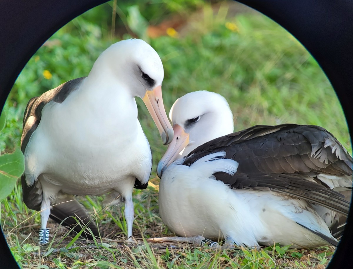 Laysan Albatross - ML508860641