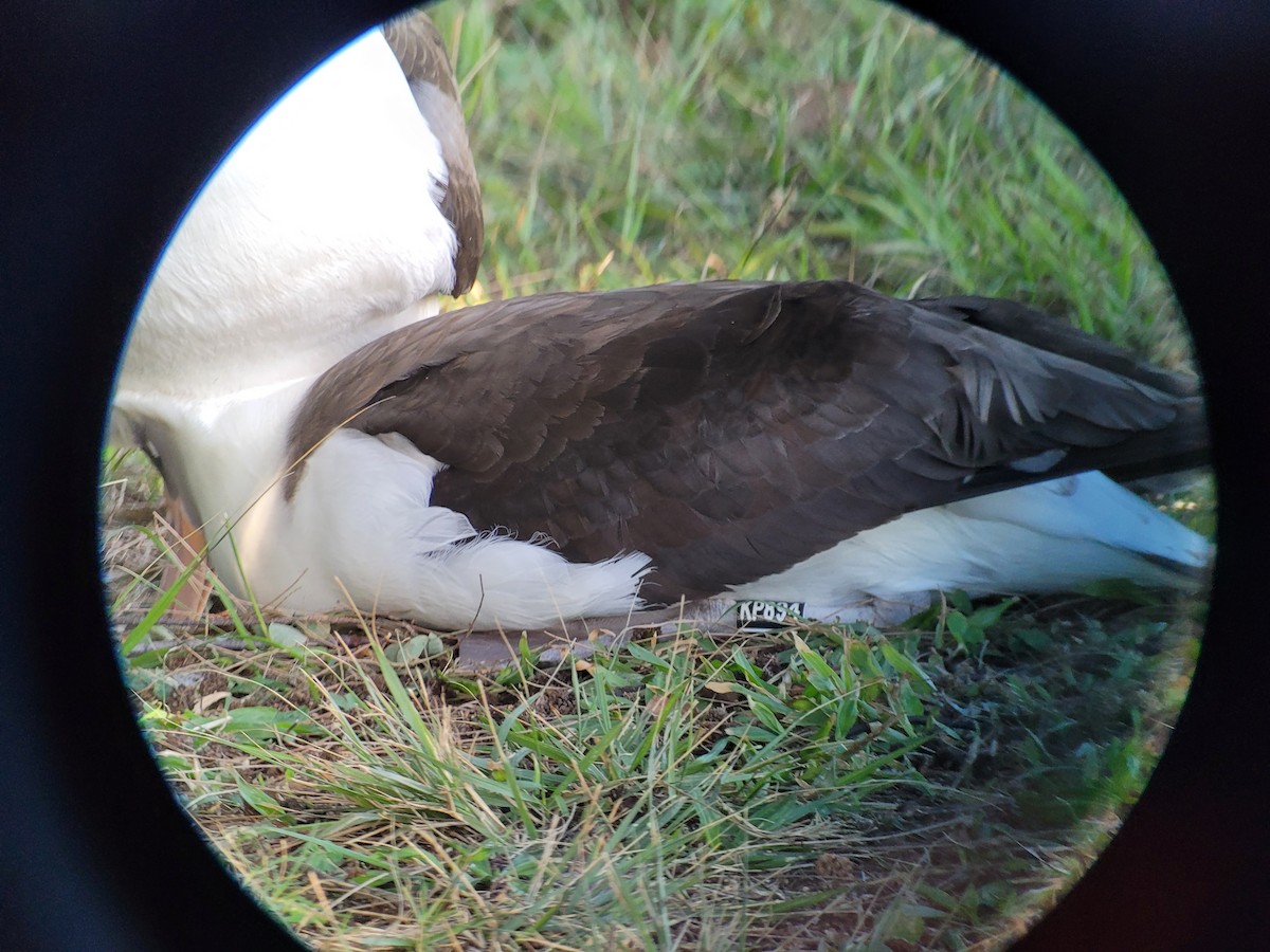 Laysan Albatross - ML508860651