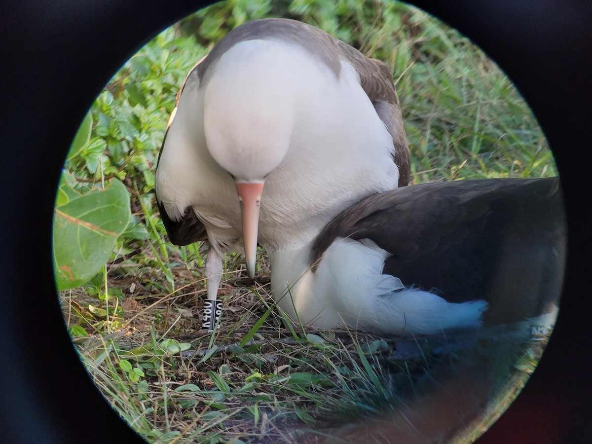 Laysan Albatross - ML508860661