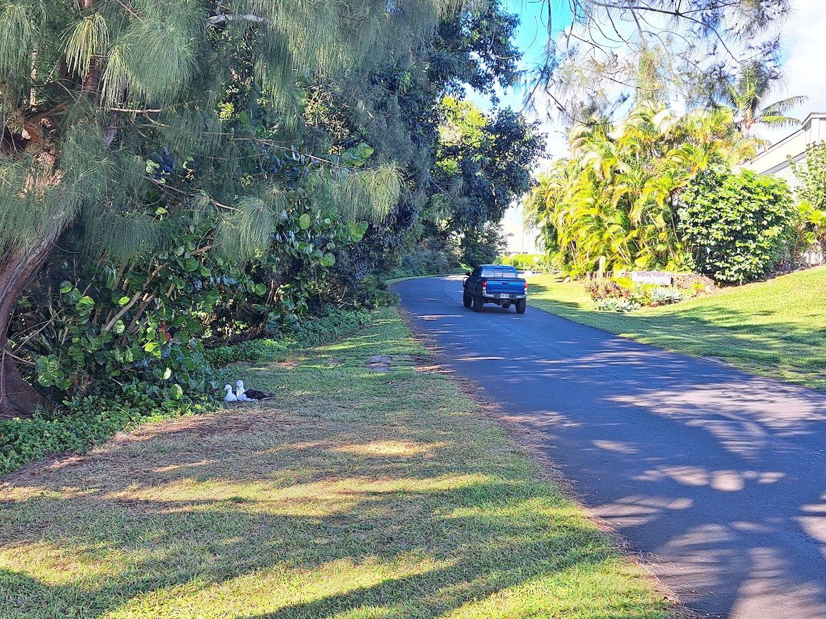 Laysan Albatross - ML508860671