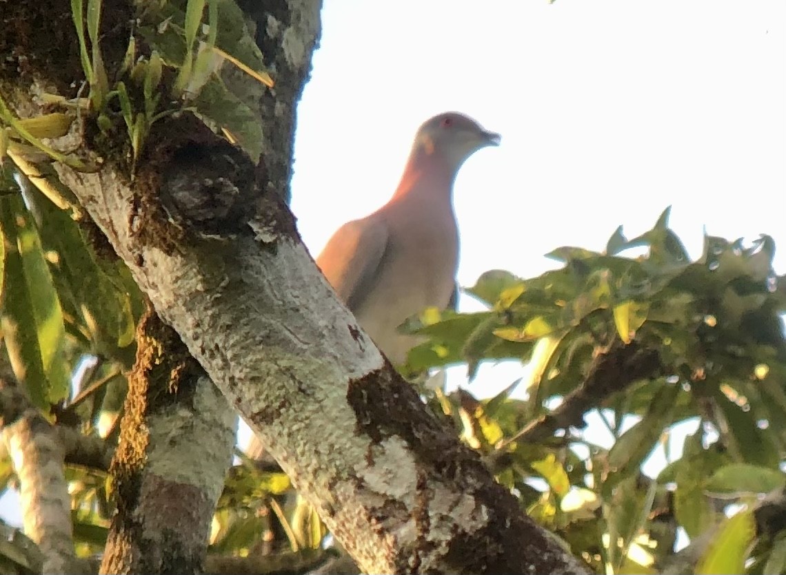 Pale-vented Pigeon - ML508861301