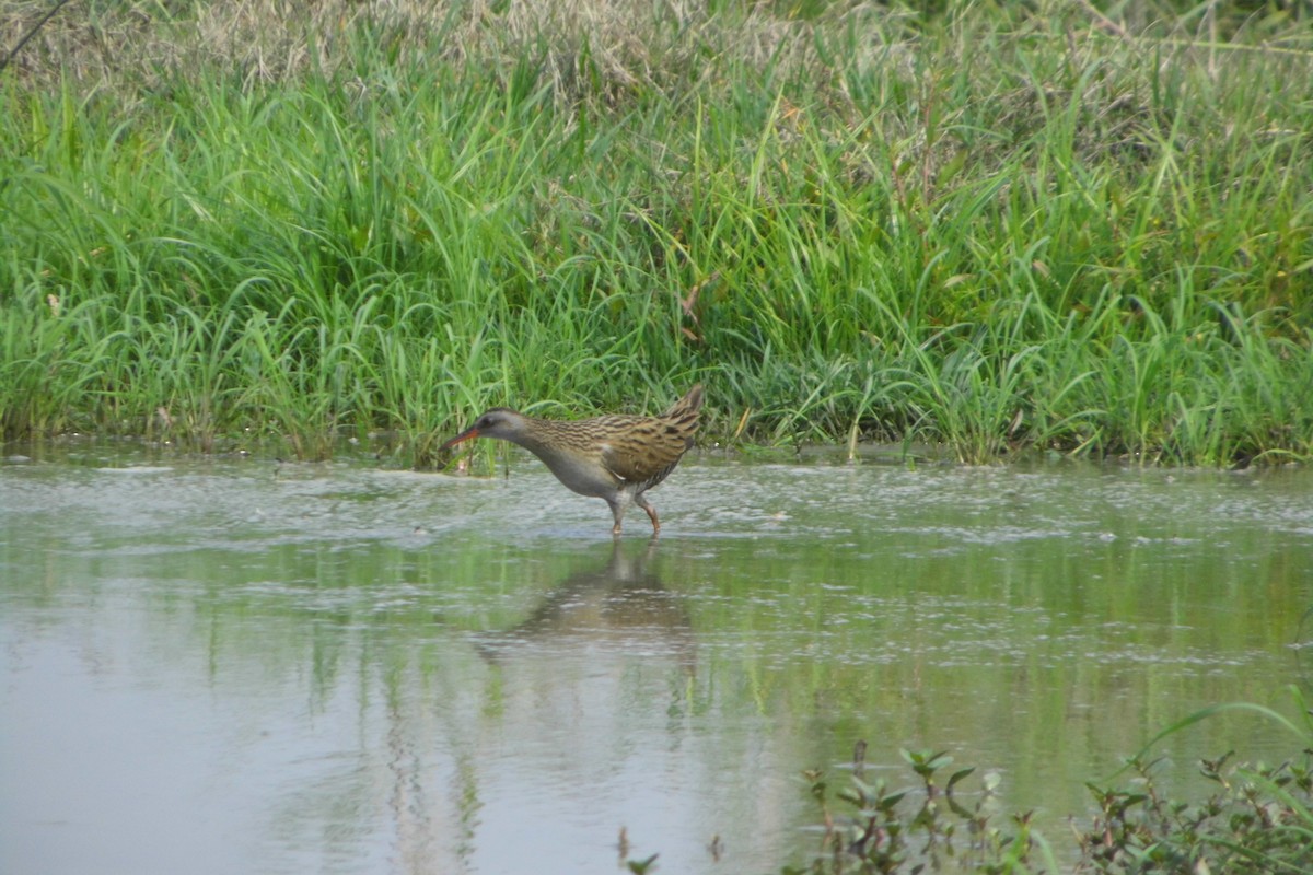 Brown-cheeked Rail - ML50886151