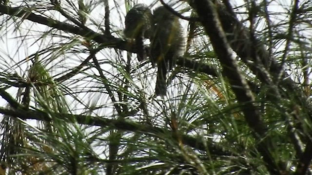 Gray-barred Wren - ML508862531