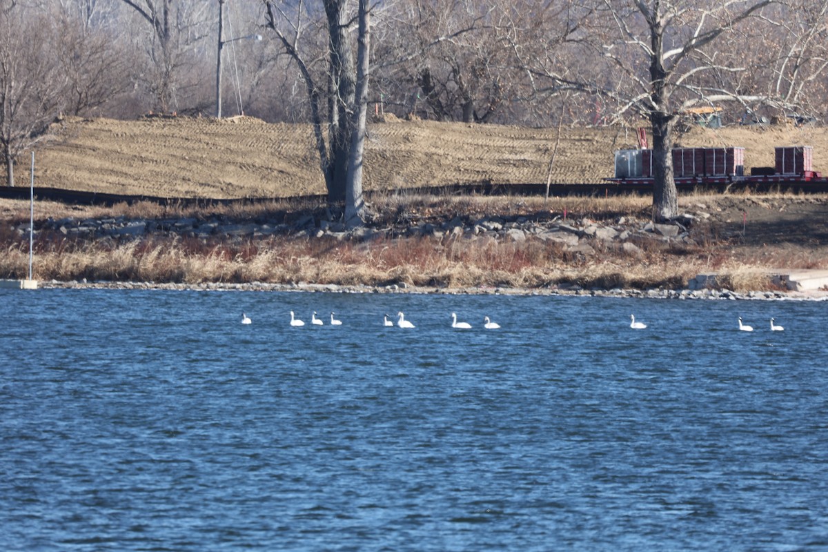 Cisne Trompetero - ML508862761