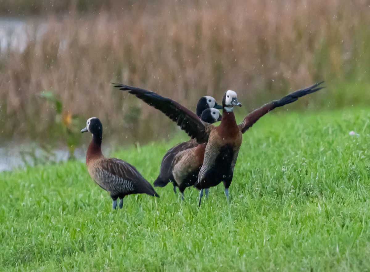 White-faced Whistling-Duck - ML508862791