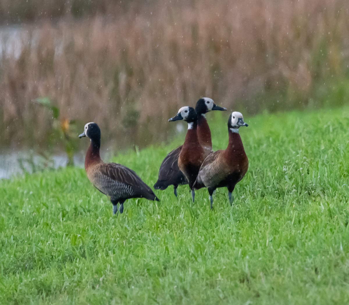 White-faced Whistling-Duck - ML508862801