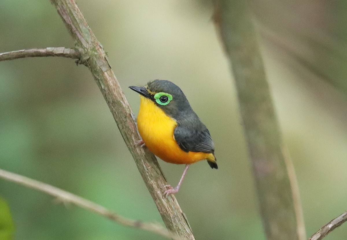 Yellow-bellied Wattle-eye (Angola) - ML508863071