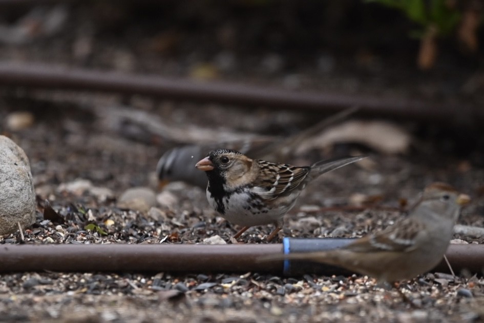 Harris's Sparrow - ML508863661
