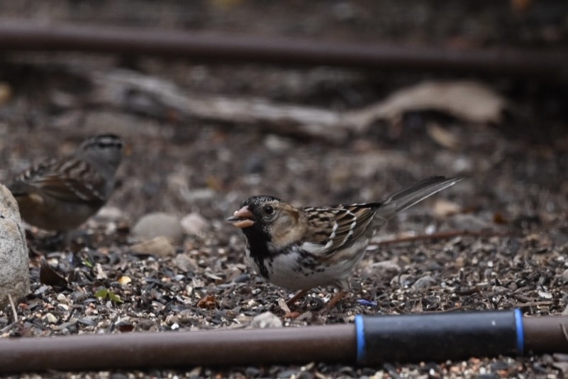Harris's Sparrow - ML508863671