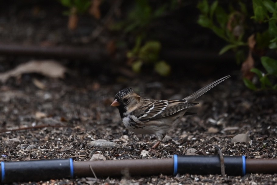 Harris's Sparrow - ML508863691